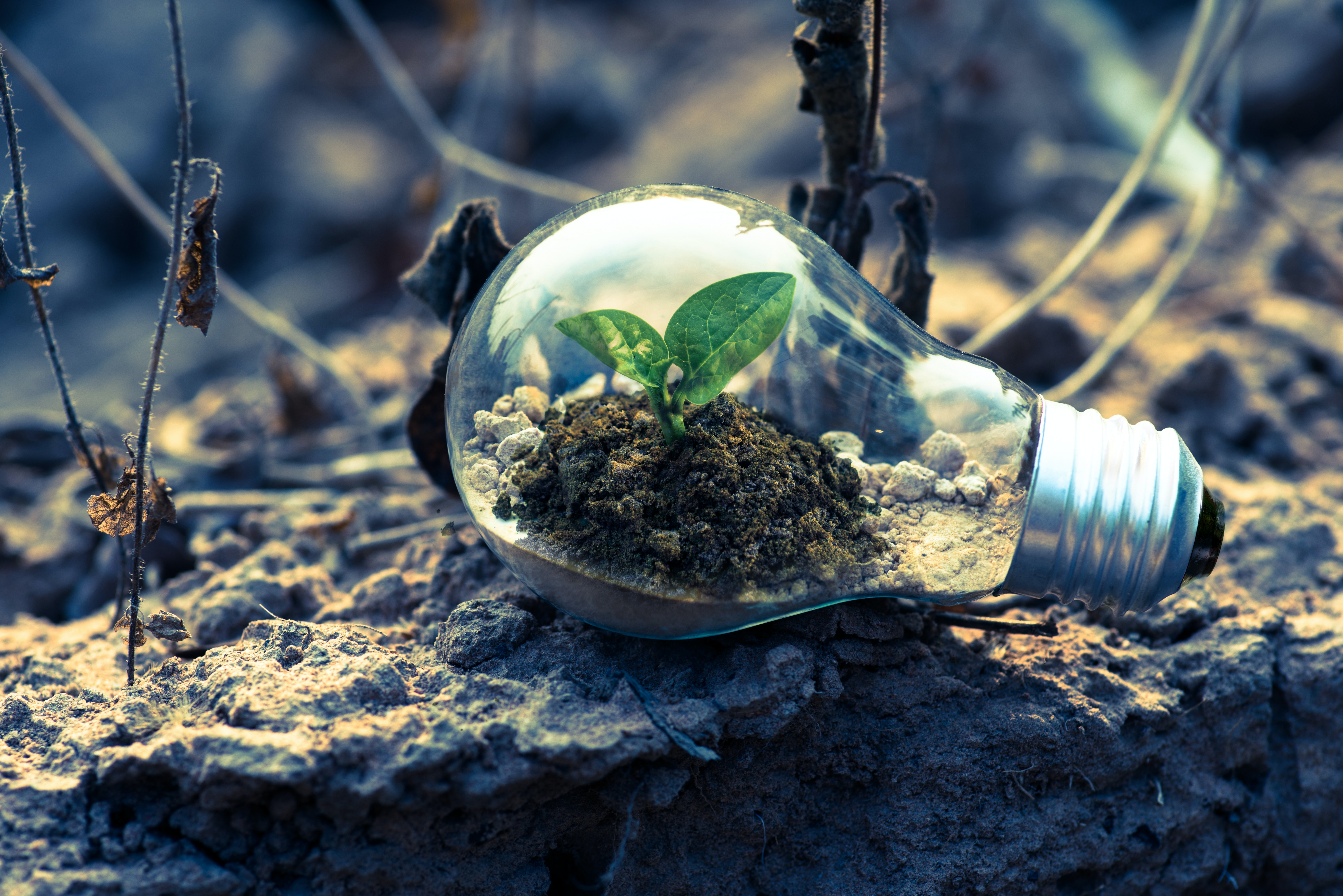 Green software for sustainable systems